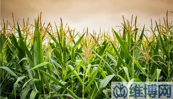 農(nóng)產(chǎn)品需要更多質(zhì)量追溯手段 區(qū)塊鏈在農(nóng)業(yè)領(lǐng)域應(yīng)用將快速加深(圖1) 農(nóng)產(chǎn)品需要更多質(zhì)量追溯手段 區(qū)塊鏈在農(nóng)業(yè)領(lǐng)域應(yīng)用將快速加深