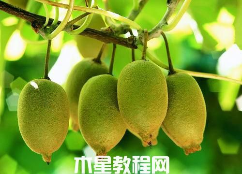 如何挑選獼猴桃？獼猴桃的挑選方法(圖1)