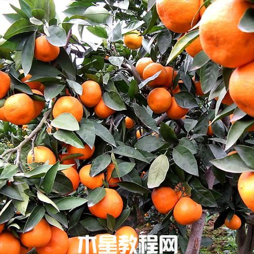 如何挑選柑桔？怎樣挑選到好吃的柑橘(圖1)