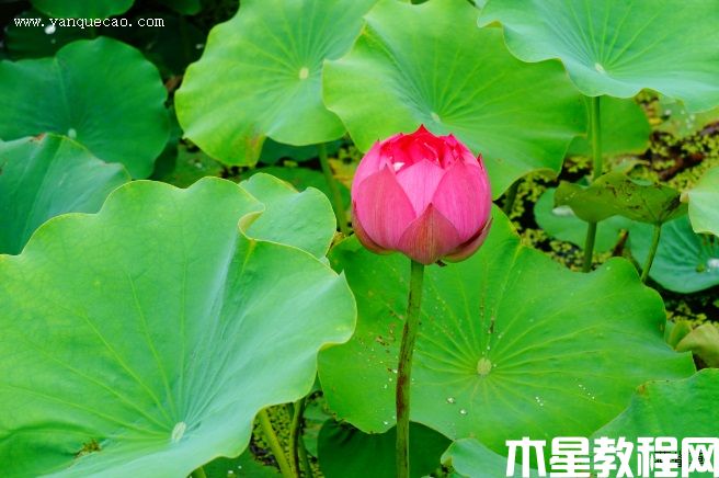 江蘇飛虹 江蘇飛虹