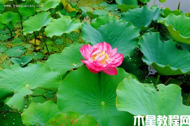 江蘇飛虹(圖3) 江蘇飛虹
