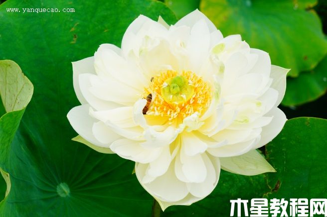 碧云 碧云