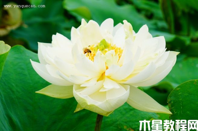 碧云 碧云
