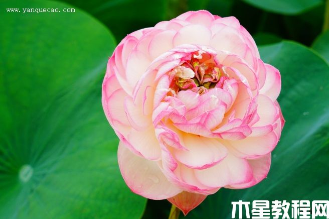 鳳凰翎 鳳凰翎