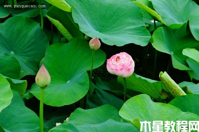 鳳凰翎 鳳凰翎