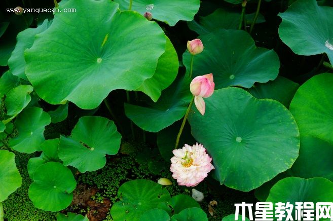 鳳凰翎(圖3) 鳳凰翎