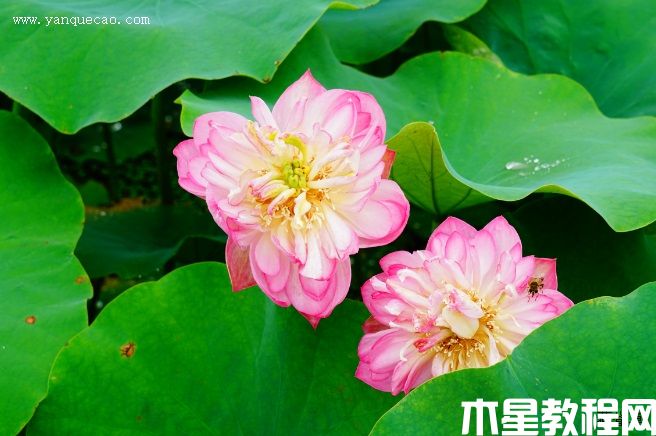 紅玲瓏 紅玲瓏
