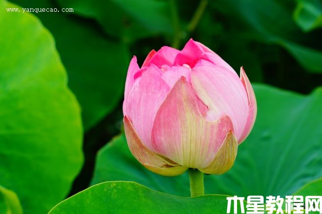 紅玲瓏(圖3) 紅玲瓏