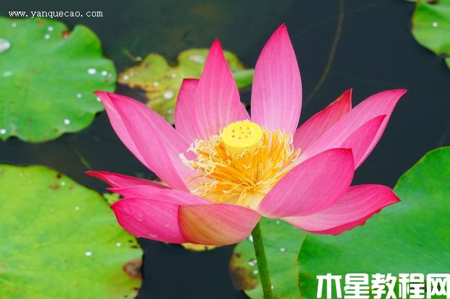 紅領(lǐng)巾 紅領(lǐng)巾