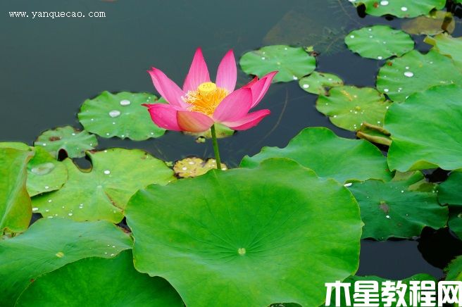 紅領(lǐng)巾 紅領(lǐng)巾
