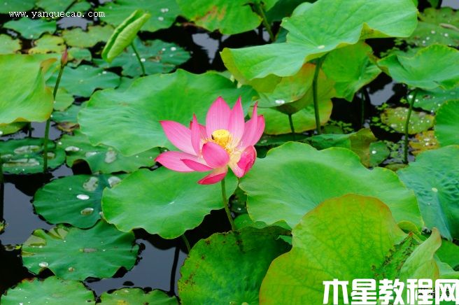 紅領(lǐng)巾(圖3) 紅領(lǐng)巾