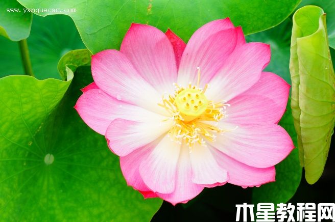 鼓浪小紅 鼓浪小紅
