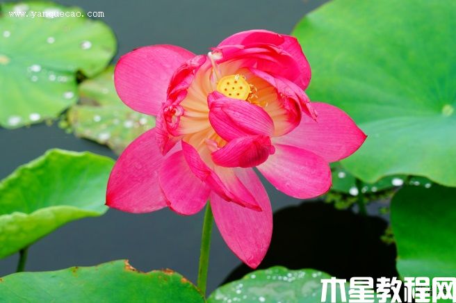中國紅延安 中國紅延安