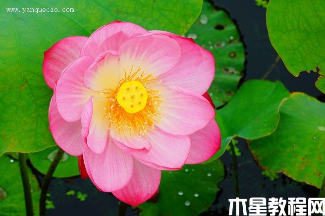鼓浪小紅 鼓浪小紅