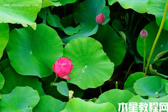 鼓浪小紅(圖3) 鼓浪小紅