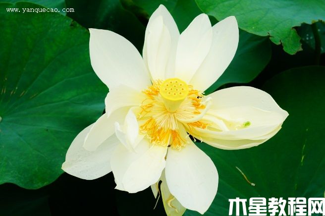 鳳凰振羽 鳳凰振羽