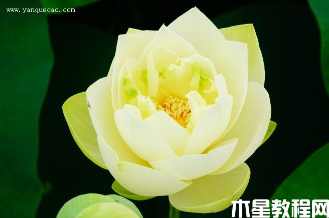 鳳凰振羽 鳳凰振羽