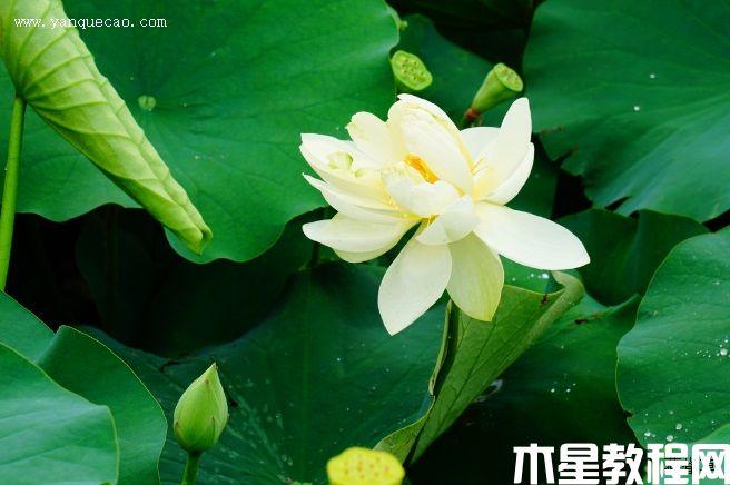 鳳凰振羽(圖3) 鳳凰振羽