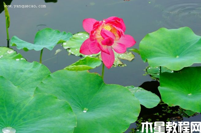 中國紅延安(圖3) 中國紅延安