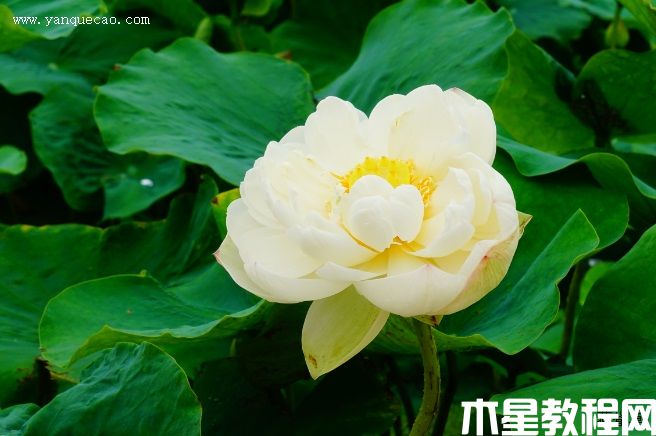 雪翠(圖3) 雪翠