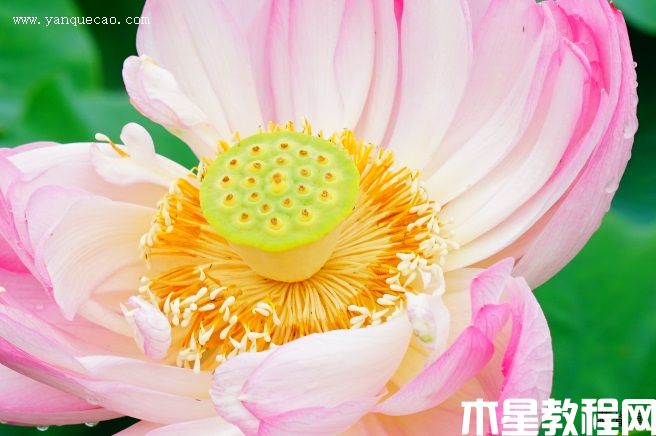 粉霞 粉霞
