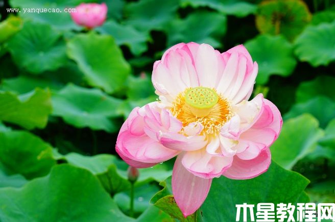 粉霞(圖3) 粉霞