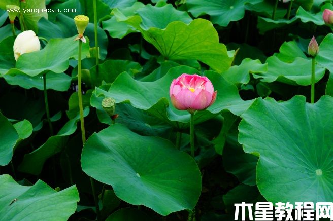 粉霞 粉霞