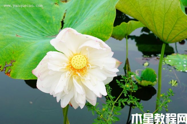 驕陽(yáng)醉舞 驕陽(yáng)醉舞