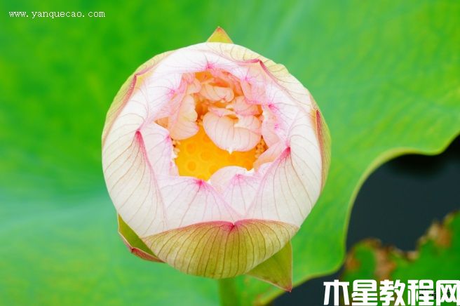 驕陽(yáng)醉舞 驕陽(yáng)醉舞