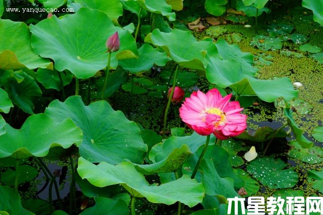 紅牡丹(圖3) 紅牡丹