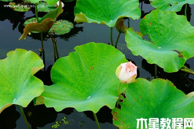 驕陽(yáng)醉舞(圖3) 驕陽(yáng)醉舞
