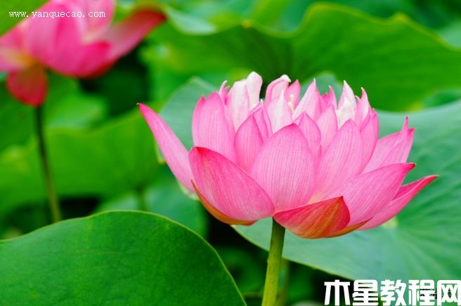 紅裹 紅裹