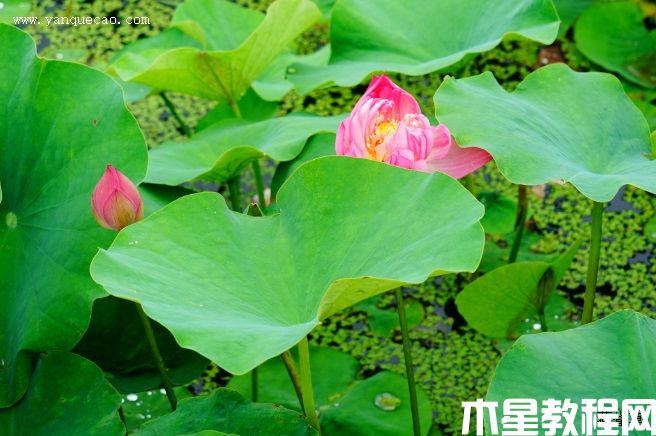 紅裹(圖3) 紅裹