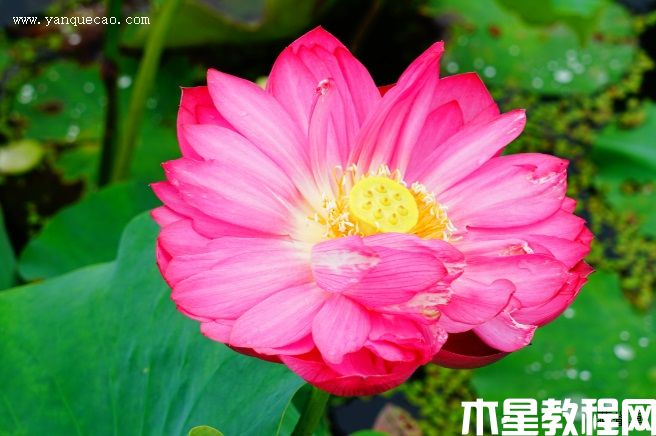 紅牡丹 紅牡丹