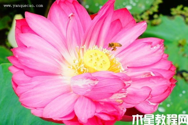 紅牡丹 紅牡丹