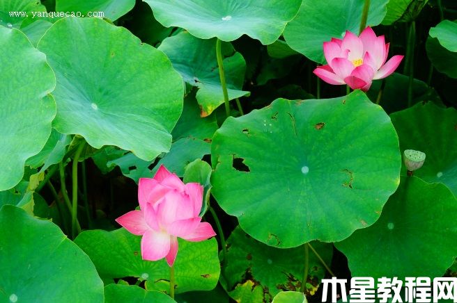 小佛手(圖3) 小佛手