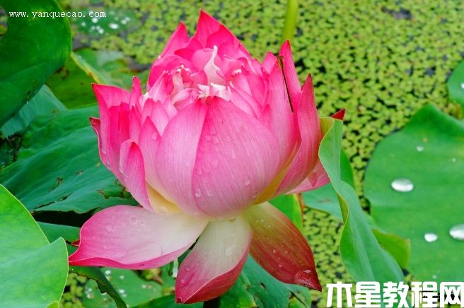 南歸燕 南歸燕