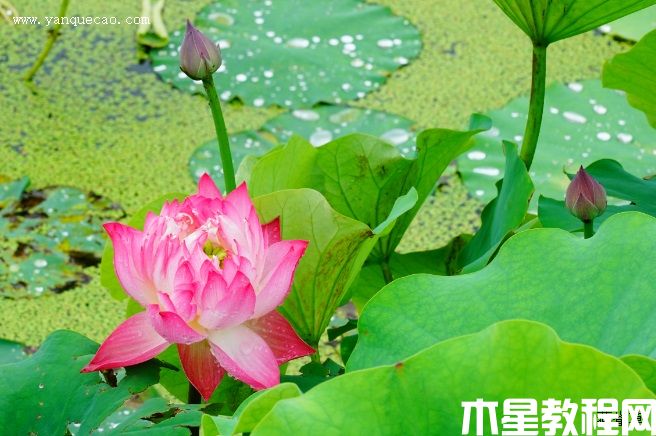 南歸燕 南歸燕