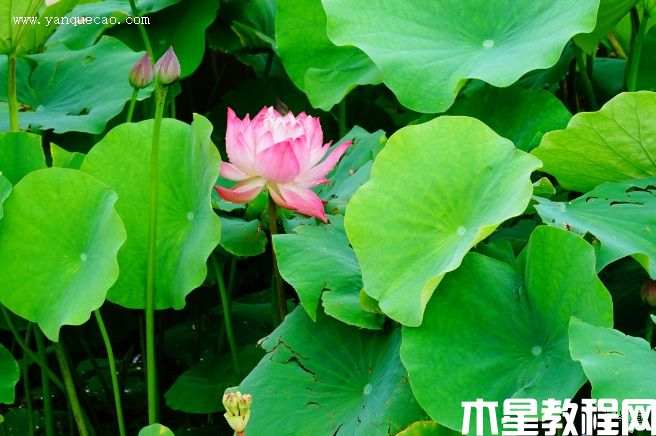 南歸燕(圖3) 南歸燕