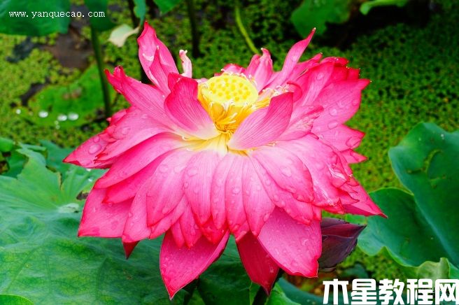 玫瑰紅 玫瑰紅