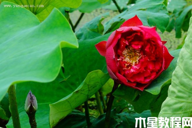 玫瑰紅 玫瑰紅