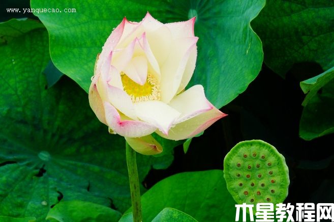 琴韻 琴韻