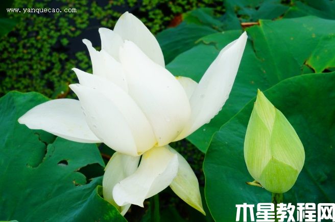 凝翠 凝翠