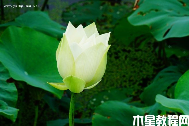 凝翠(圖3) 凝翠