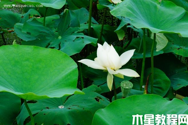凝翠 凝翠