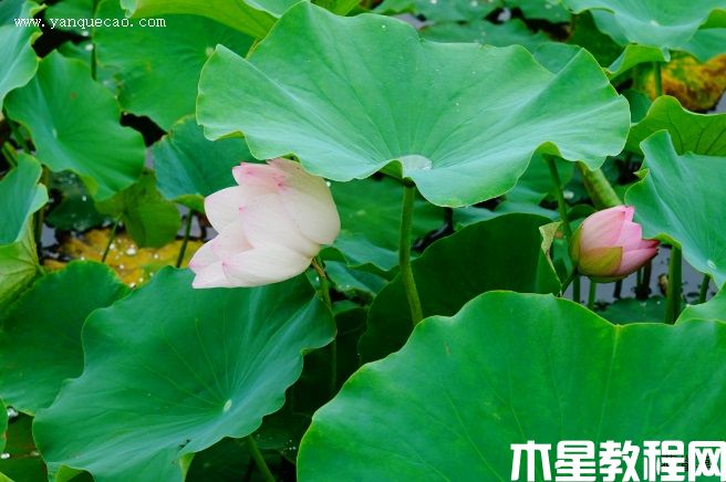 瑤池幻影 瑤池幻影