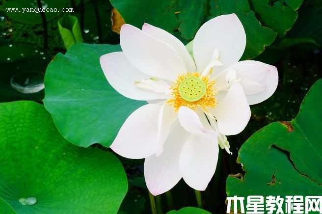 瑤池幻影 瑤池幻影