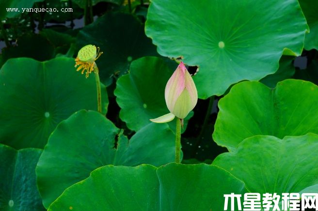 瑤池幻影(圖3) 瑤池幻影