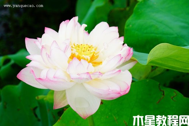 粉層托翠(圖3) 粉層托翠