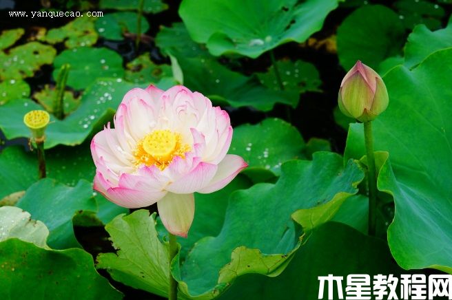 粉層托翠 粉層托翠